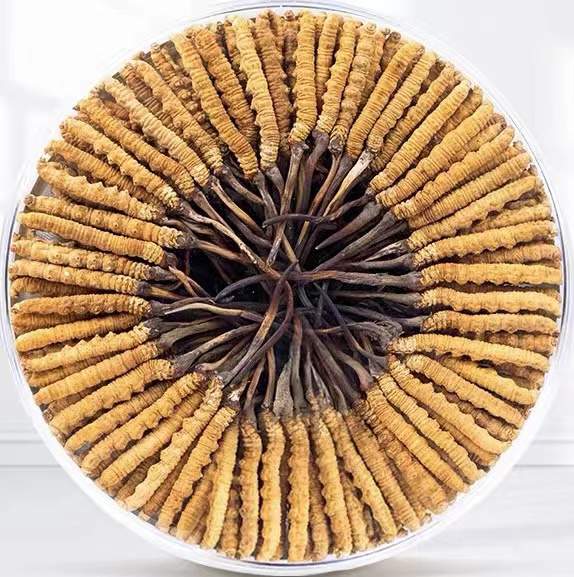 若羌冬虫夏草回收